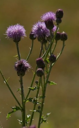 Flower photo by Gary Bandzmer