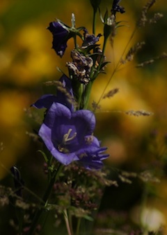 flower photo by Gary Bandzmer