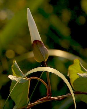 flute white flower