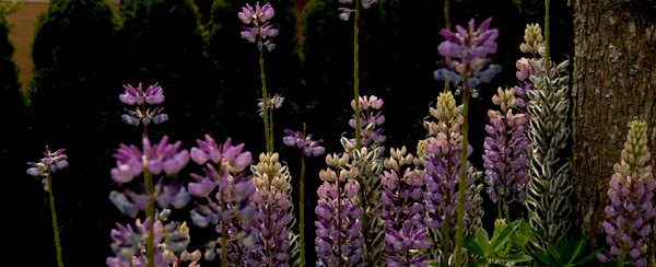 Flower Photo - foxgloves