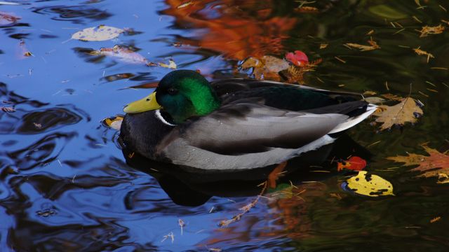 nature photo duck