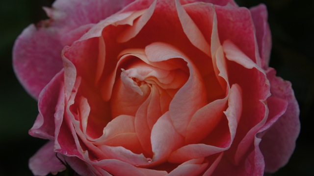 picture of rose