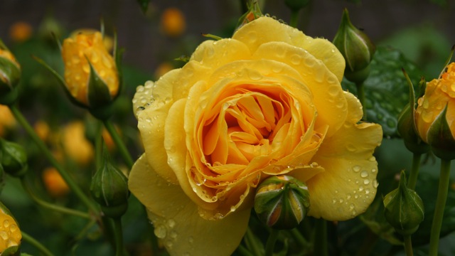 Yellow Rose with Raindrops on Petal