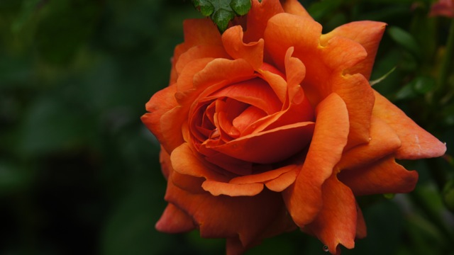 Picture of Rose