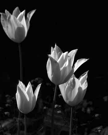 Black & White Flower Graphic