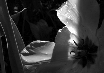 Black & White Flower Graphic
