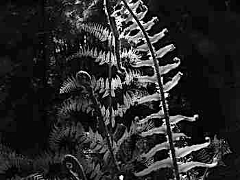 Black & White Flower Graphic