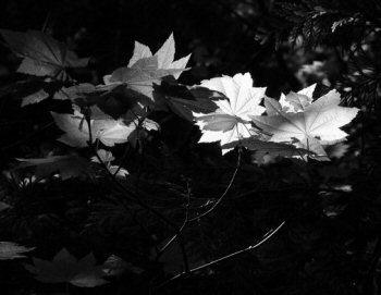 Black & White Flower Graphic