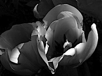 Black & White Flower Graphic