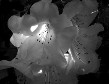 Black & White Flower Graphic