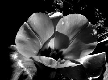 Black & White Flower Graphic