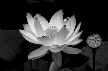 Black & White Flower Graphic
